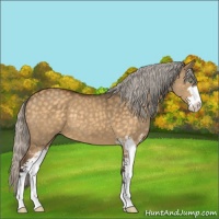Horse Color:Silver Buckskin Dun Mushroom Sabino 