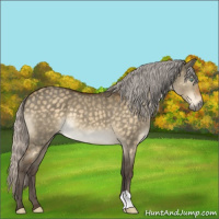 Horse Color:Silver Buckskin Dun Mushroom 