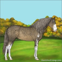 Horse Color:Chocolate Palomino Mushroom Sabino