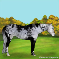 Horse Color:Void Watercolor Cremello Onyx Tobiano Appaloosa Rabicano 