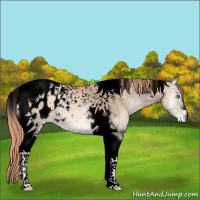 Horse Color:Void Watercolor Buckskin Pearl Onyx Tobiano Appaloosa 