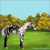 Horse Color:Void Watercolor Silver Smoky Blue Onyx Ice Pearl Sabino Appaloosa 