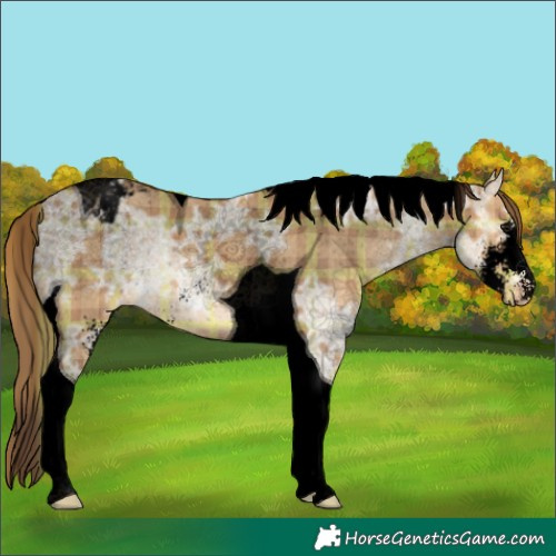 Horse Color:Void Plaid Bay Ice Dun Sabino Tobiano Varnish