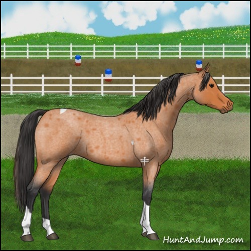 Horse Color:Bay Roan Tobiano 