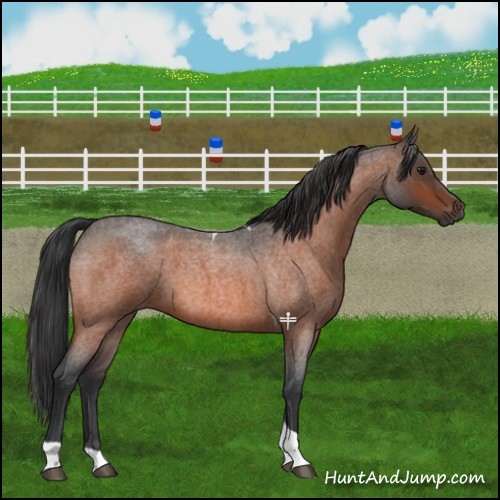 Horse Color:Bay Roan Tobiano 