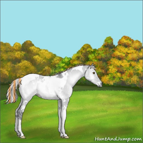 Horse Color:Painted White Spotted Silver Grullo Chinchilla Onyx Tobiano