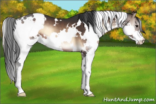 Horse Color:White Spotted Brown Onyx Splash 