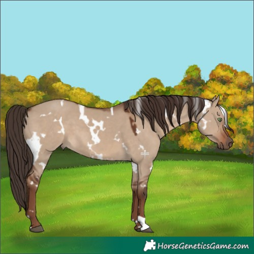 Horse Color:White Spotted Liver Red Dun 