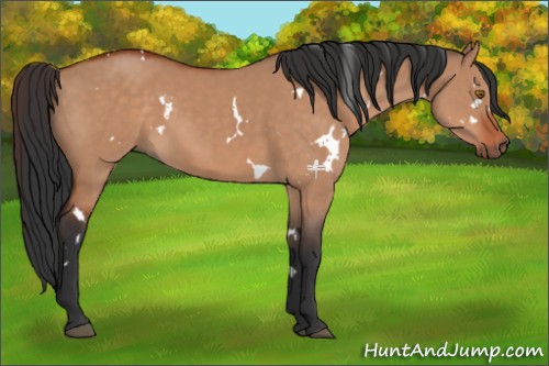 Horse Color:White Spotted Bay Dun 