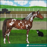 Horse Color:White Spotted Liver Chestnut 