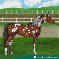 Horse Color:White Spotted Liver Chestnut 