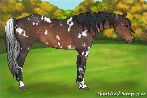 Horse Color:White Spotted Brown 