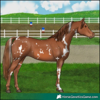 Horse Color:White Spotted Chestnut 