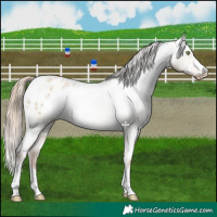 Horse Color:White Spotted Liver Red Dun Pearl Appaloosa 