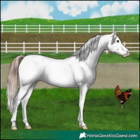 Horse Color:White Spotted Liver Red Dun Roan Appaloosa Brindle 