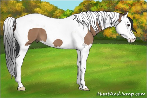 Horse Color:Brown Dun Splash Tobiano 