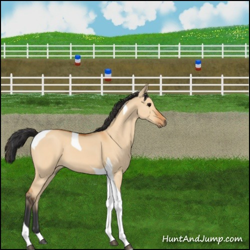Horse Color:Bay Dun Tobiano 