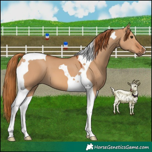 Horse Color:Red Dun Tobiano 