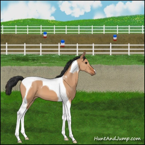 Horse Color:Bay Dun Tobiano 