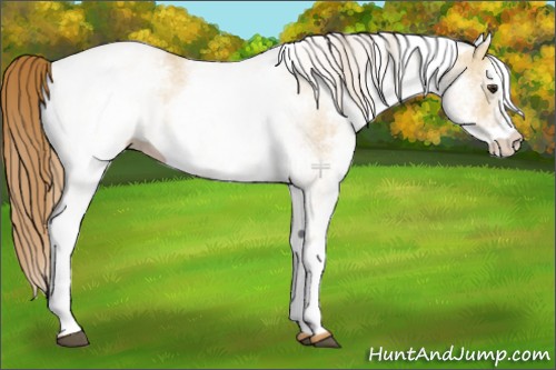 Horse Color:White Spotted Red Dun 