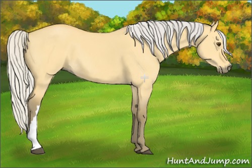 Horse Color:Silver Buckskin Dun 