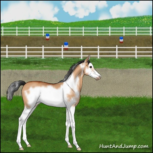 Horse Color:Bay Dun Splash Frame 