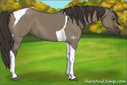 Horse Color:Smoky Grullo Tobiano 
