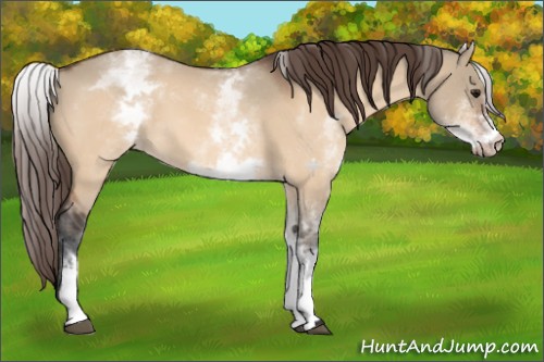 Horse Color:White Spotted Bay Dun Appaloosa 