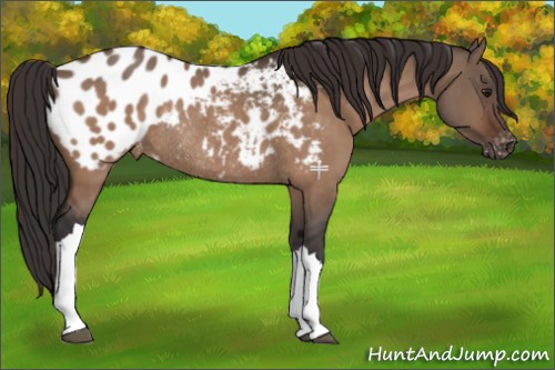 Horse Color:Brown Dun Appaloosa Rabicano 