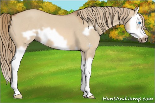Horse Color:Red Dun Roan Splash Frame 