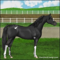Horse Color:Liver Chestnut Appaloosa 