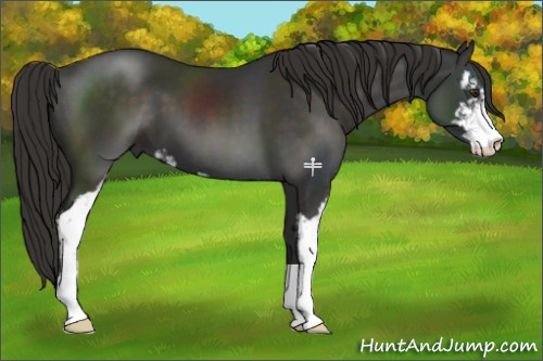 Horse Color:Liver Chestnut Sabino 