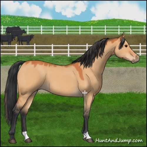 Horse Color:Bay Dun 