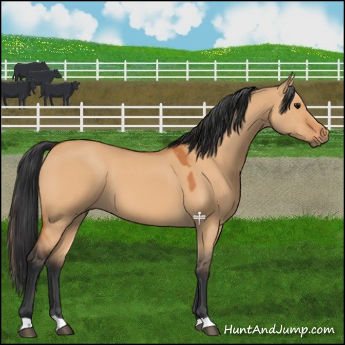 Horse Color:Bay Dun 
