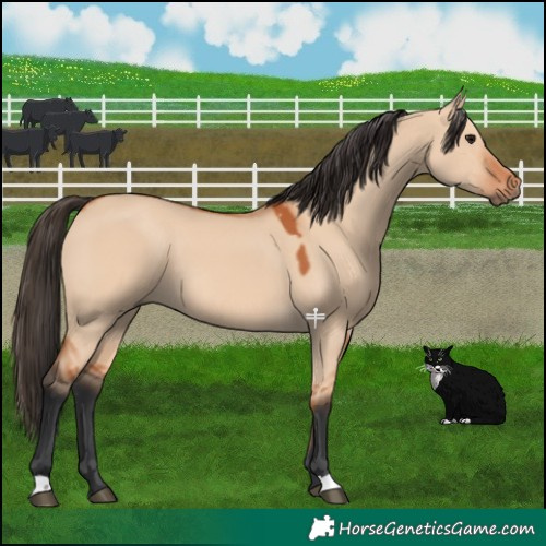Horse Color:Bay Dun 