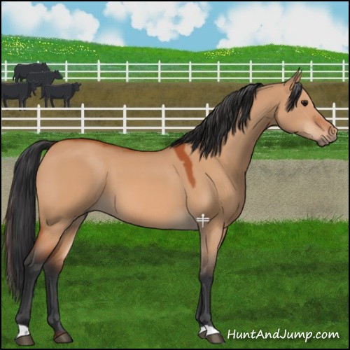Horse Color:Bay Dun 