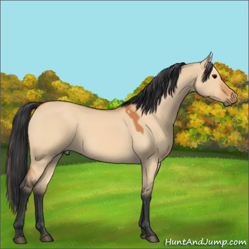 Horse Color:Bay Dun 