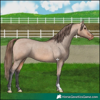 Horse Color:Bay Dun Appaloosa 