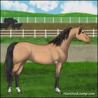 Horse Color:Bay Dun 