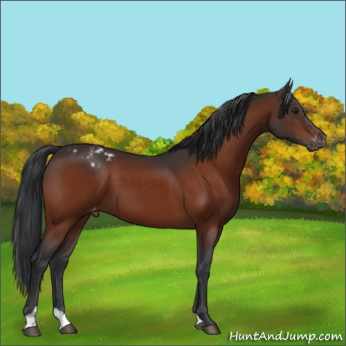 Horse Color:Brown Appaloosa 