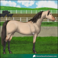 Horse Color:Bay Dun Rabicano 