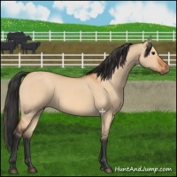 Horse Color:Bay Dun Rabicano 