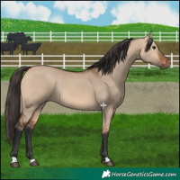 Horse Color:Bay Dun Rabicano 