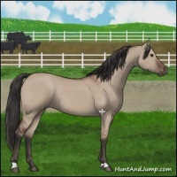 Horse Color:Bay Dun Rabicano 