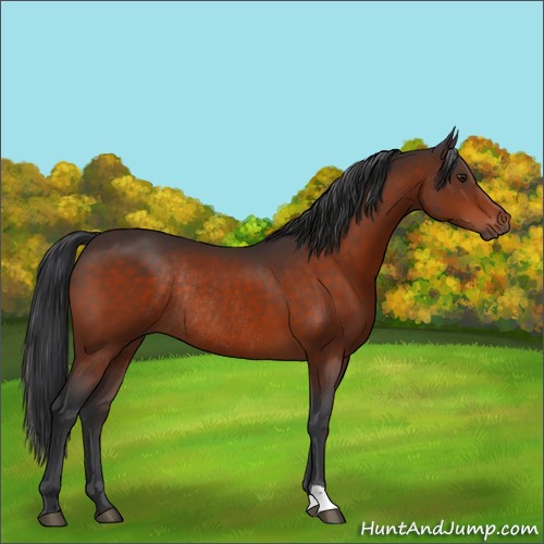 Horse Color:Brown Rabicano 