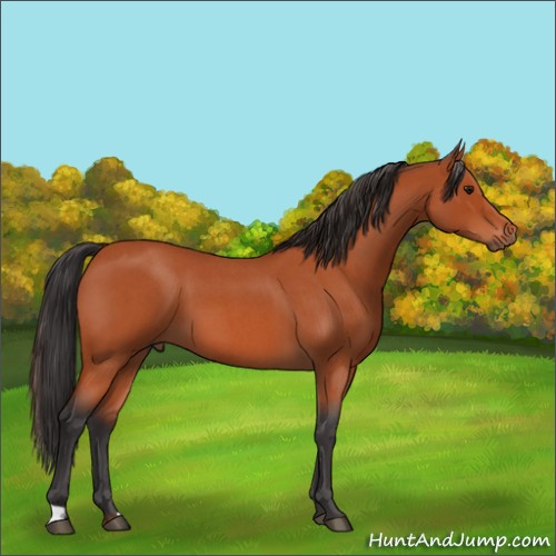 Horse Color:Bay Roan 