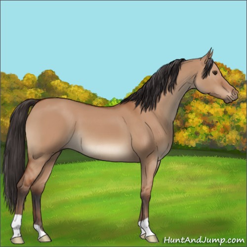 Horse Color:Bay Dun 