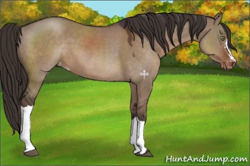 Horse Color:Liver Red Dun Appaloosa 
