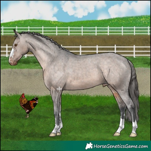 Horse Color:Brown Dun Mushroom Appaloosa 