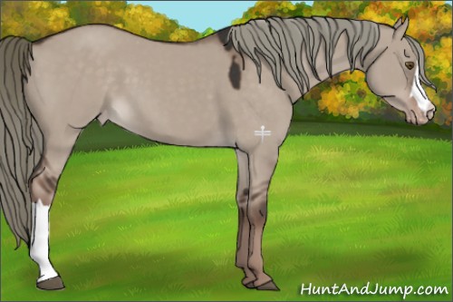 Horse Color:Liver Red Dun Mushroom Appaloosa 